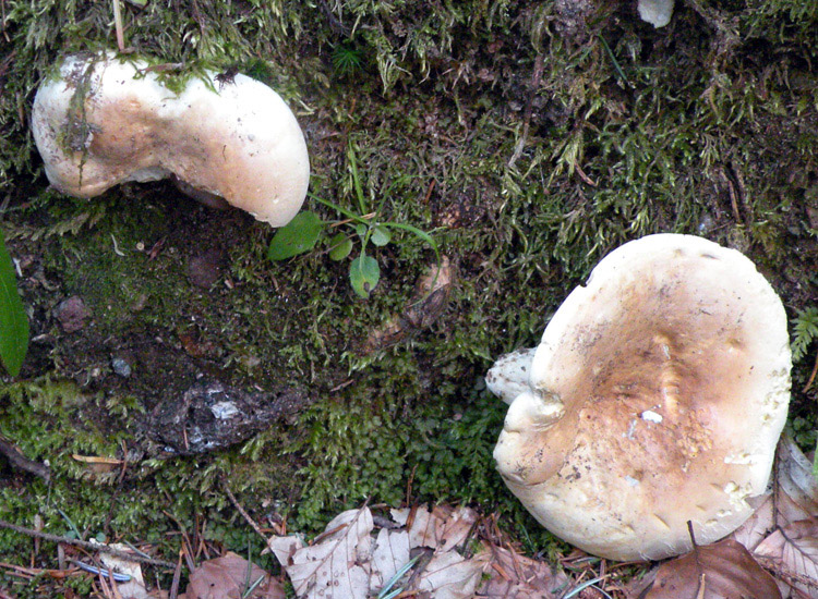 Due Lactarius biancastri